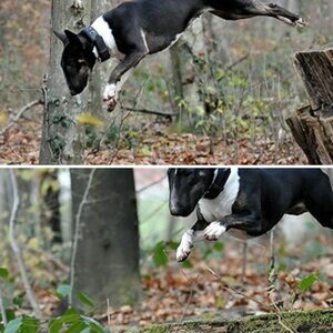 Hunde