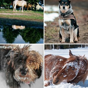 Hunde und Pferde