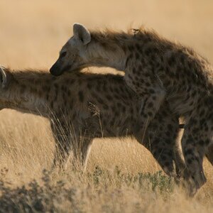 Wildlife