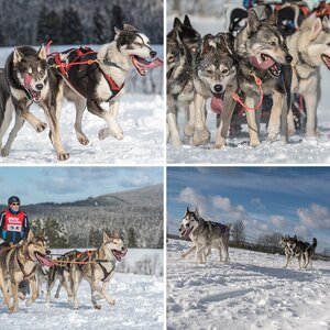 Schlittenhunderennen Teil 2