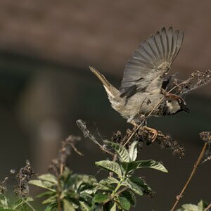 Spatz
