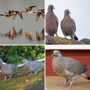 Vogelalbum VI