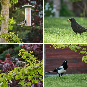 Nachwuchs im Garten