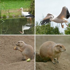 Hunde und andere Tiere