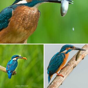 Eisvogel