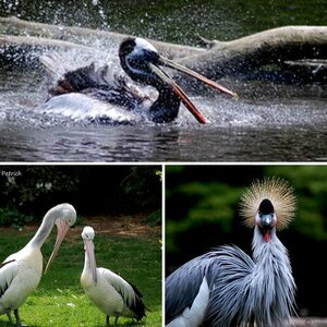 Vögel