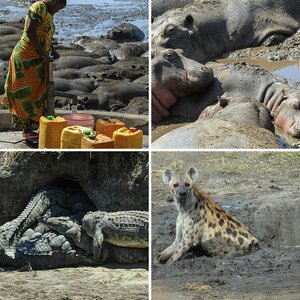 Wildlife