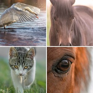 Säugetiere