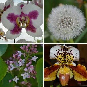 Blumen