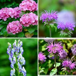 Blumen 5