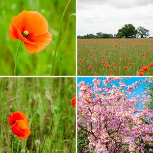 Blüten-Fotos