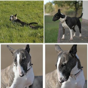 Bull-Terrier-V