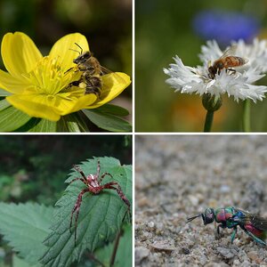 Insekten II