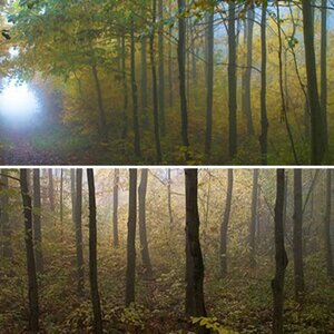 Natur