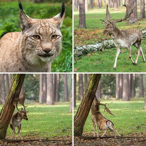 Wildpark Baruth