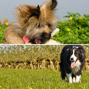 Hunde