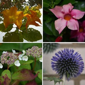 Blumen aus meinem Gärtchen
