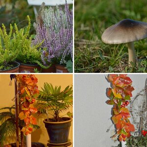 Herbst