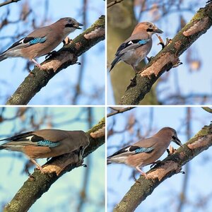 Vogelalbum VII