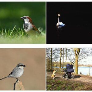 Fauna II