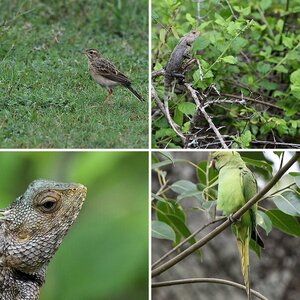 Sri Lanka 2