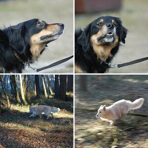 Meine hunde