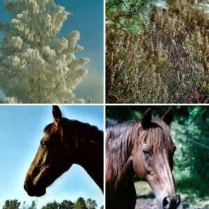Analoge photos