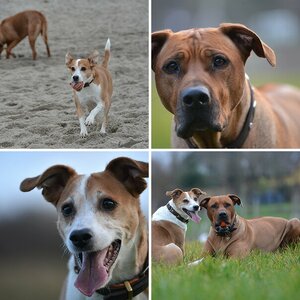 Meine Hunde ab Herbst 2013
