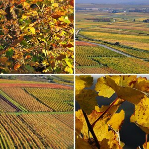 Herbstsonne im Weinberg