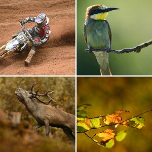 Lauserts Bilder 10