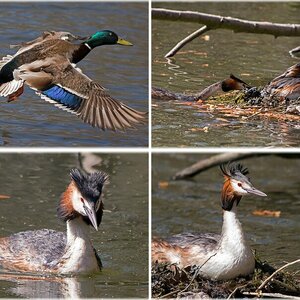 Vogelalbum II