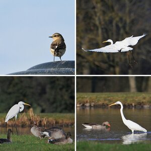 Vögel III