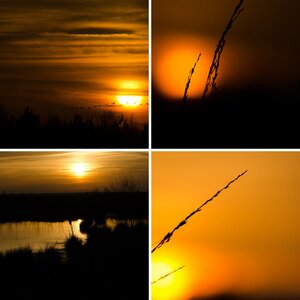 Goldenstetter Moor