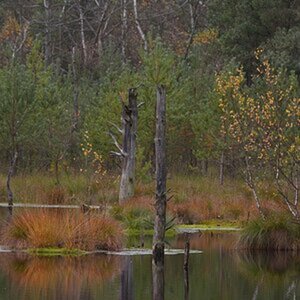 Landschaft