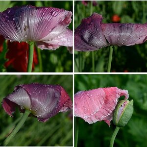 Germerode