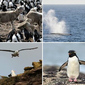 Falkland 2014