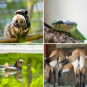 Zoolife