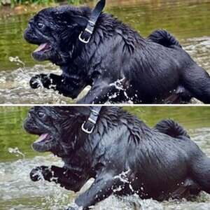 Hunde