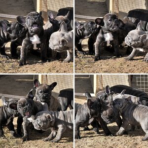 Tiere 2