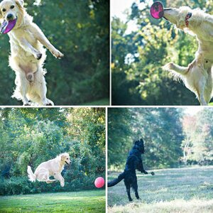 Hunde