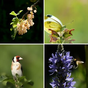 Flora und Fauna