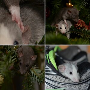 Ratten