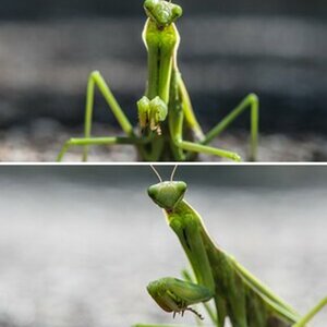 Tierisch