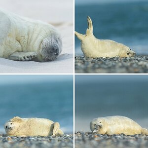 Helgoland 2014, I