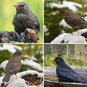 Amsel 3