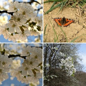 Blüte