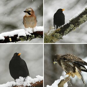 Winterfütterung 2014/15-Teil 2