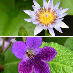 Blüten