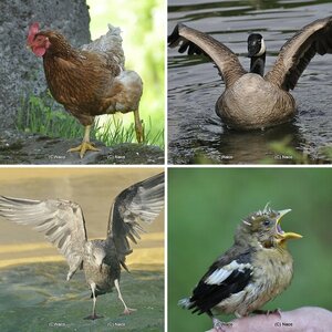 Vögel