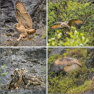 Wildlife 2014 - Ein Rückblick